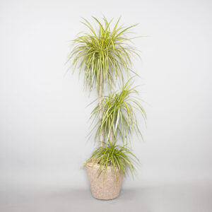 Dracaena Lemon Lime