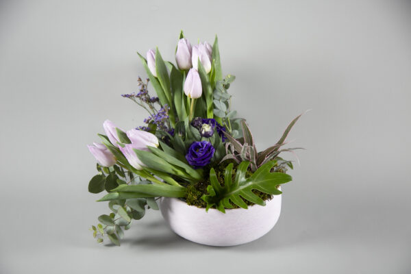 Tulip Bonsai