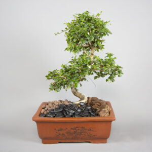 Bonsai