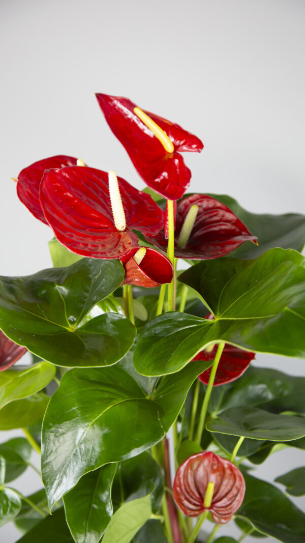 Anthurium - Image 2