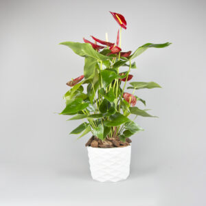Anthurium