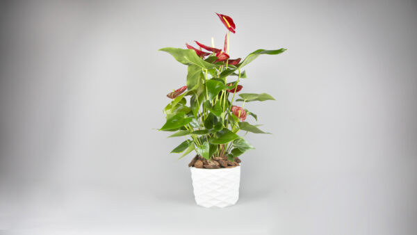 Anthurium
