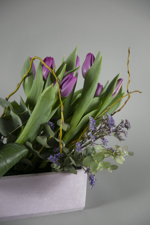 Bonsai Elegance Collection - Image 4