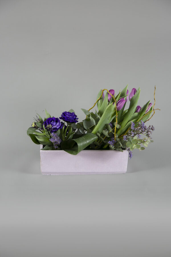 Bonsai Elegance Collection