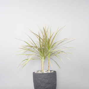 Dracaena