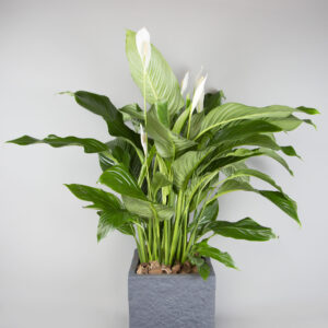 Spathiphyllum