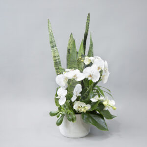 Platinum Petal Paragon