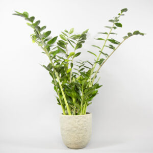 Zamioculcas