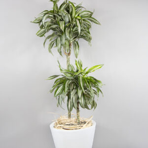 Dracaena