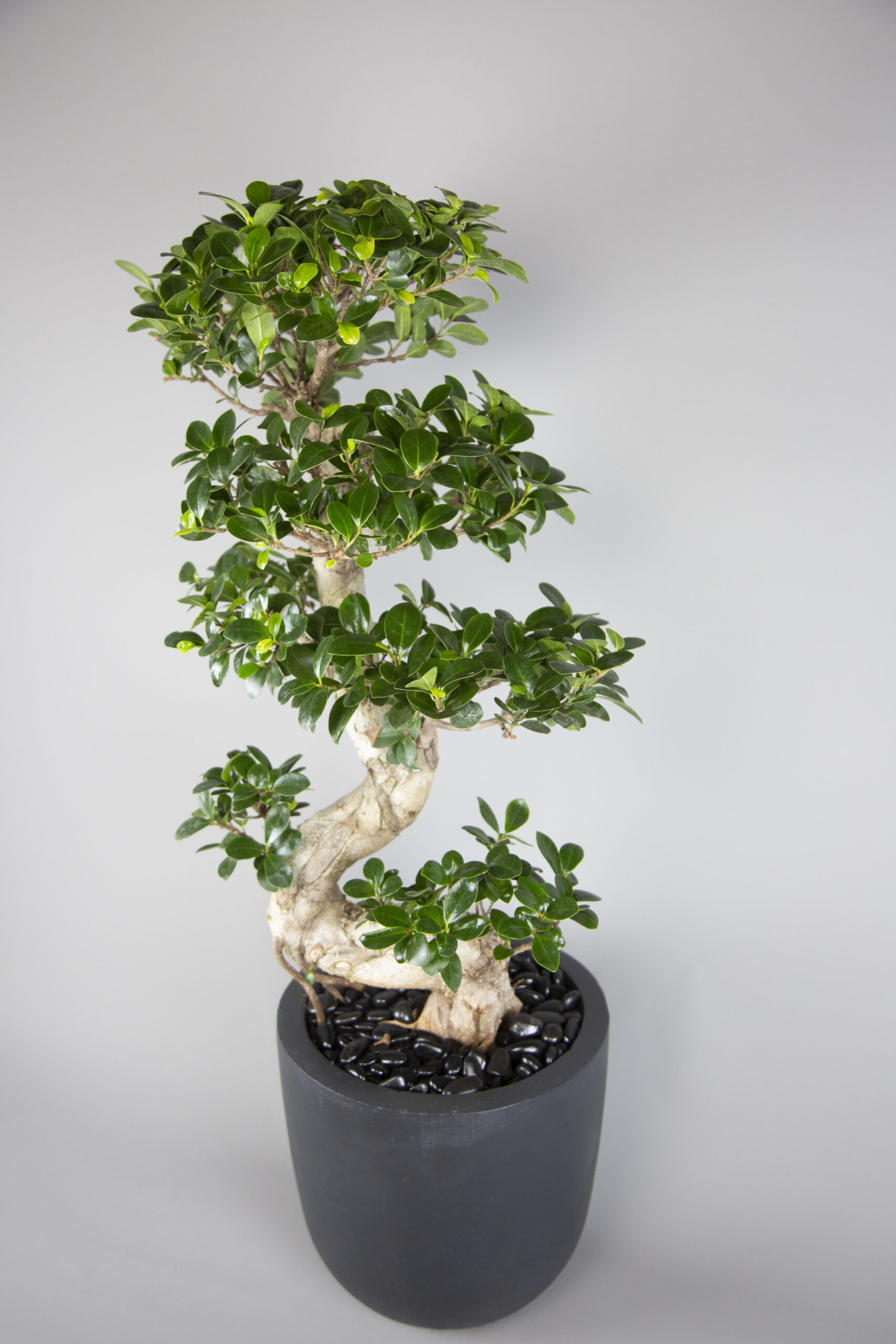 S-Shape Bonsai - Image 2