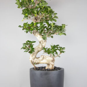 S-Shape Bonsai
