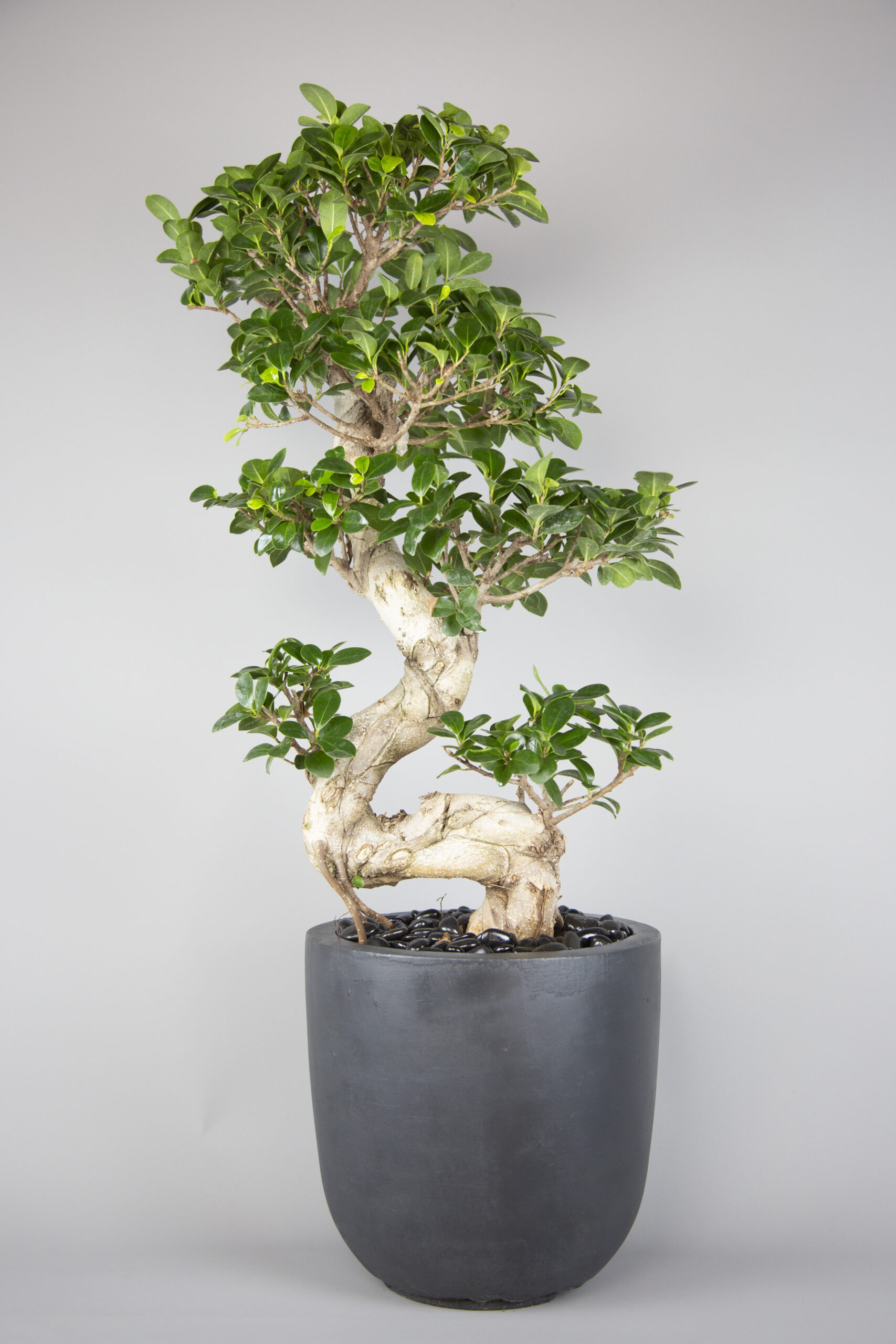 S-Shape Bonsai