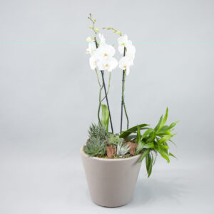 Pearl Petal Paradise