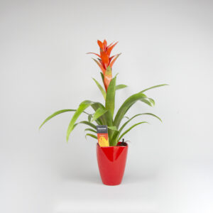 guzmania in red