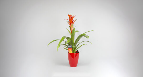 guzmania in red