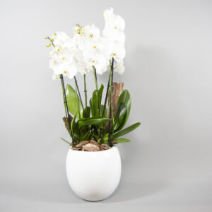 Orchid Elegance Pottery