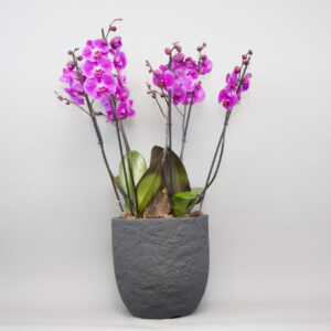 Royal Velvet Orchid Pot