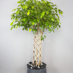 Ficus Opulent Greenery