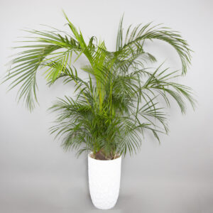 Areca palm