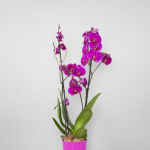 purple orchid