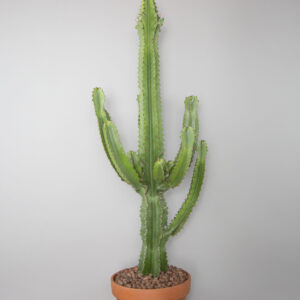 Pachycereus pringlei