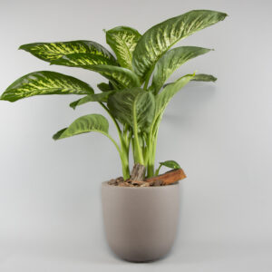 Dieffenbachia
