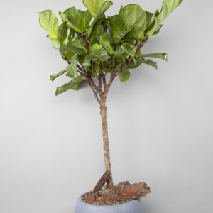 Fiddle-leaf fig