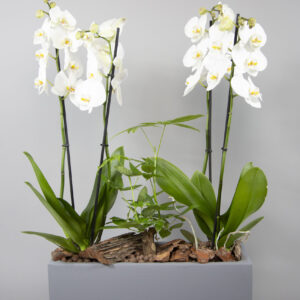bachira orchid