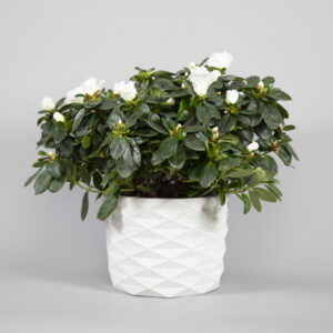 Azalea white