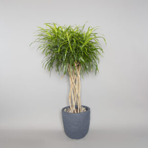 Dracaena Anita