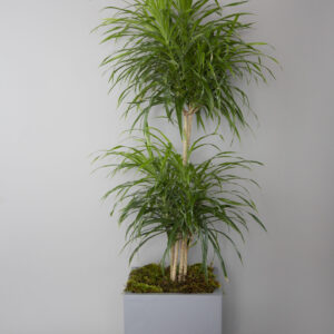 Dracaena Anita Elegance