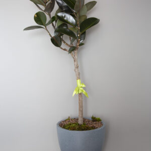 ficus alastica