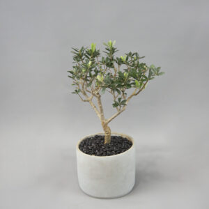 Olive Bonsai