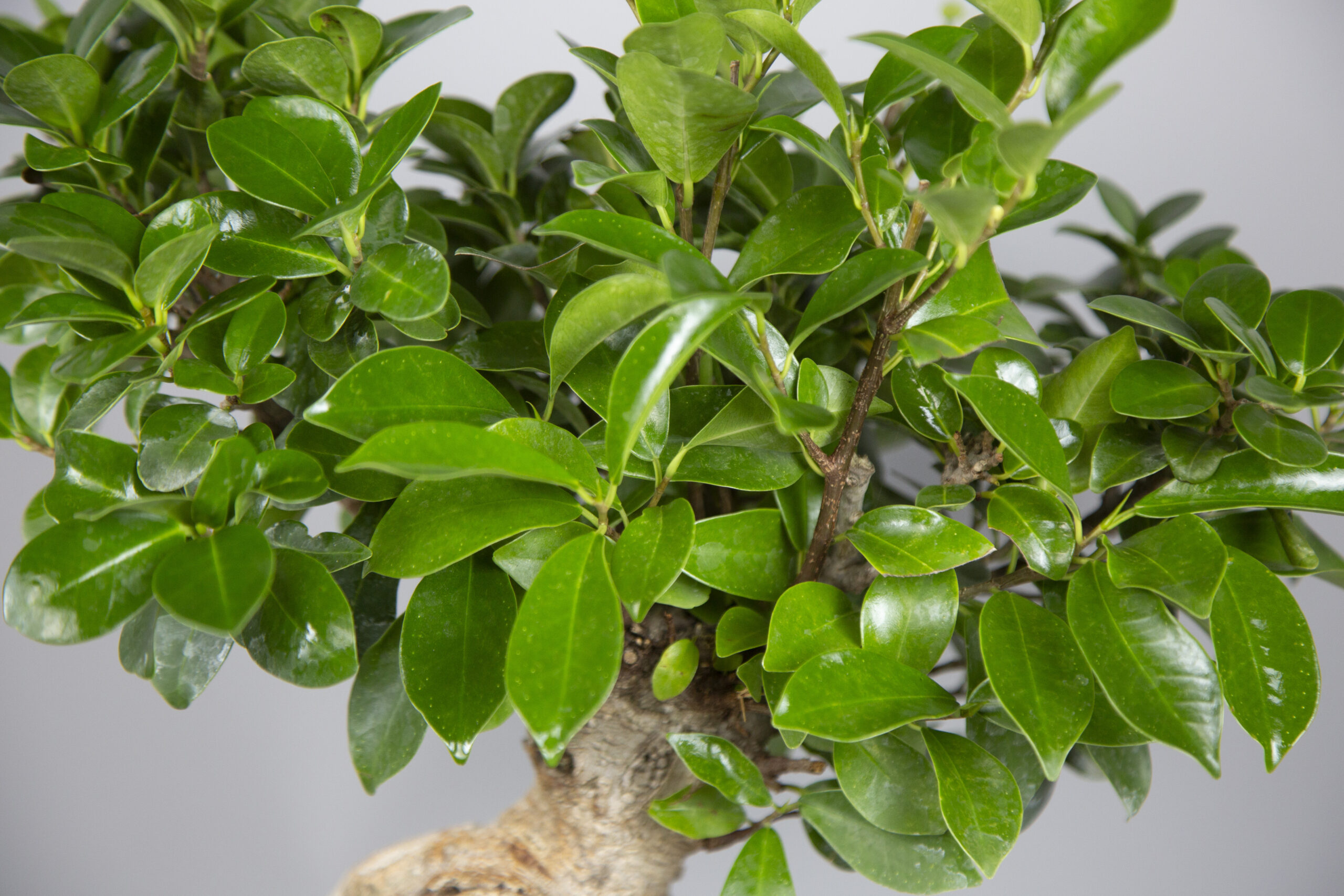 bonsai ficus - Image 2