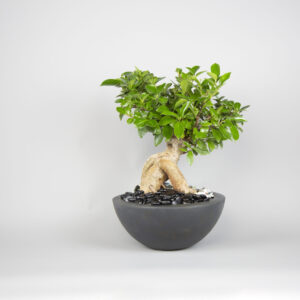 bonsai ficus