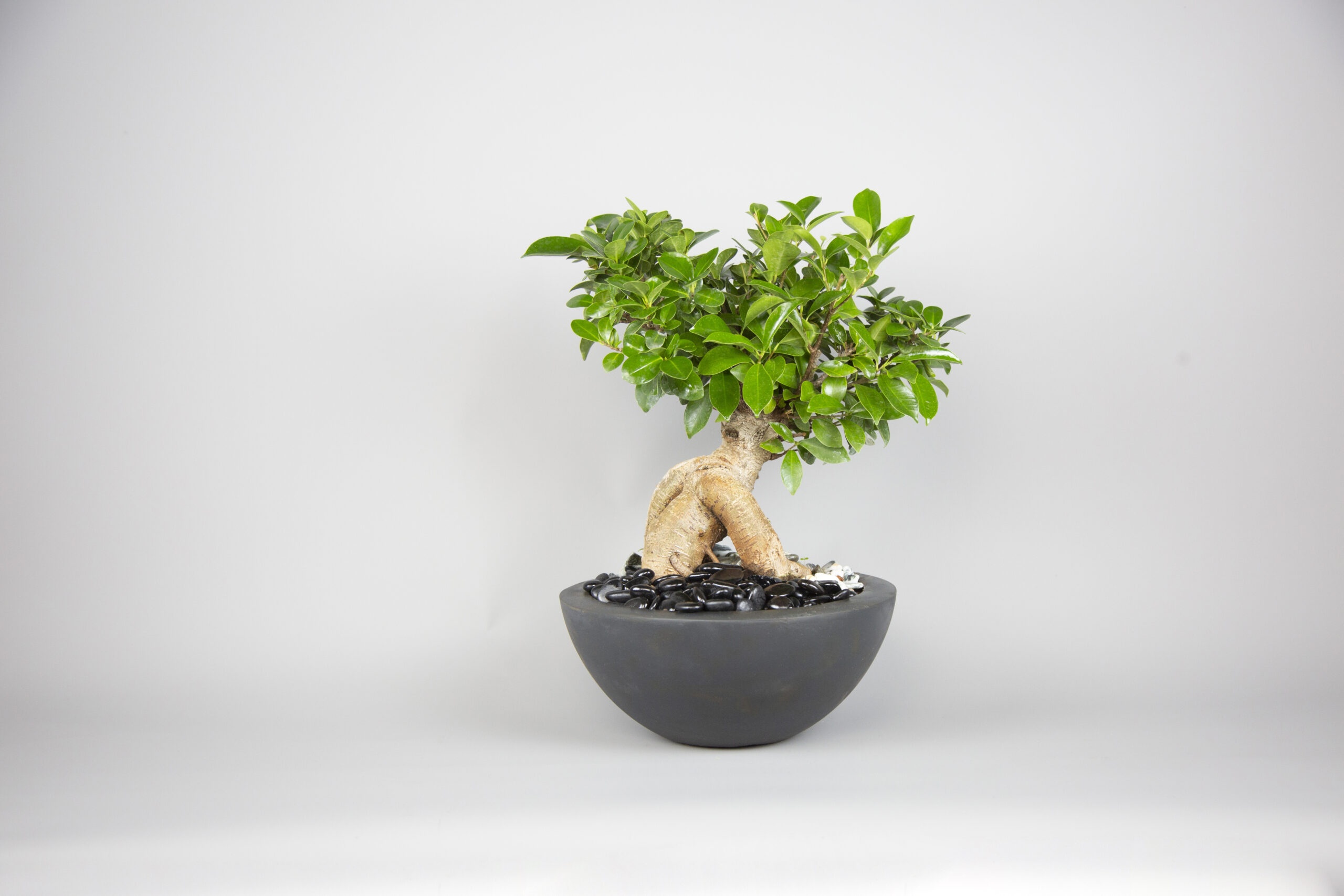 bonsai ficus