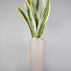Sansevieria