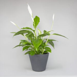 Peace lily