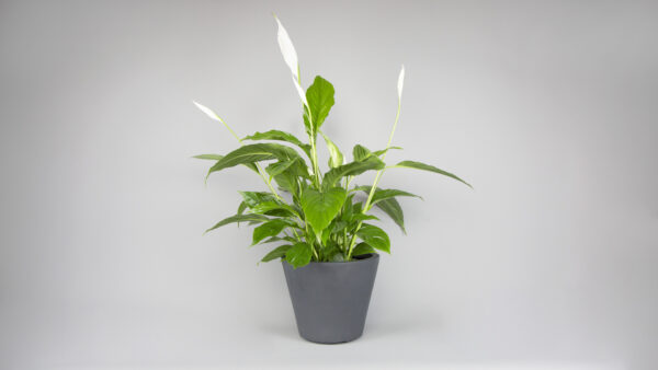 Peace lily