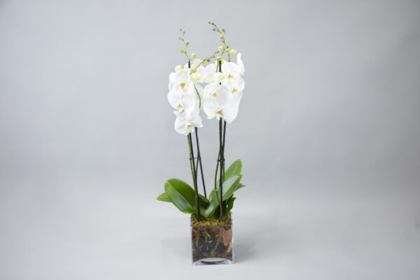 Opal Orchid Opulence - Image 4