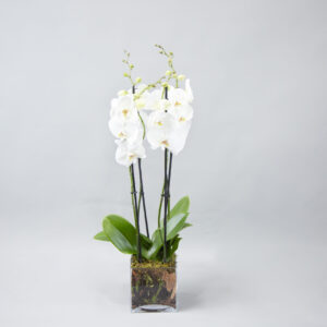 Opal Orchid Opulence