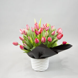 Radiant Red Tulip Embrace