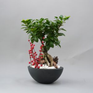 bonsai