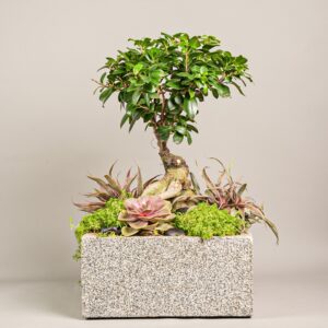 bonsai